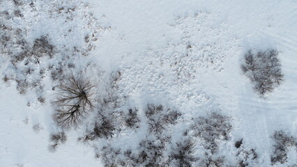 The appearance of dry grass from under the snow from the heat of the February sun