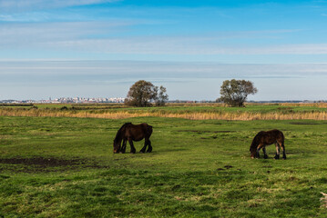 Fototapeta na wymiar Grazing cattle at the green meadows of the polders at Uitkerke, Blankenberge, Belgium.