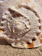 seashell on the beach