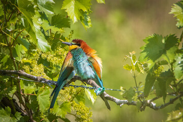 gruccioni arruffati dal vento