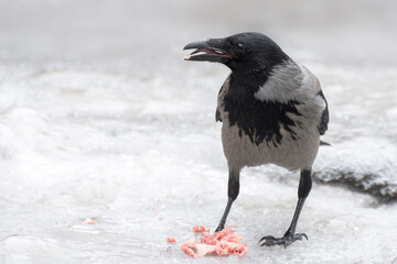 A crow eats food leftovers from a garbage can in winter. City birds. Close-up portrait of a raven.