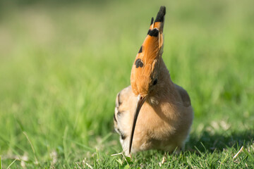 Portrait of Eurasian Hoopoe (Upupa epops). Birds protect gardens and orchards from harmful insects. © imartsenyuk