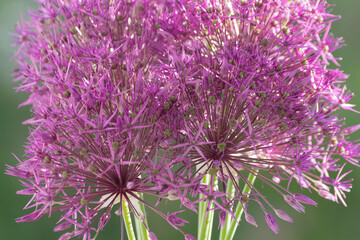 Flower background of Allium aflatunense, commonly known as Persian onion or ornamental onion.