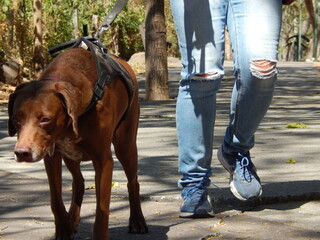 Paseando a la mascota sendero