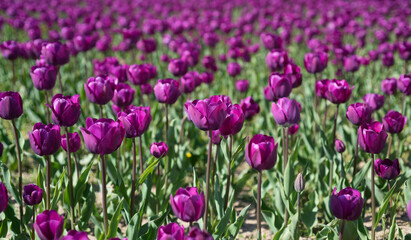 Obraz na płótnie Canvas purple flowers of fresh holland tulips in field