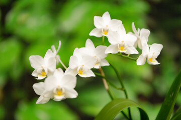 white flowers of blossoming orchid in spring