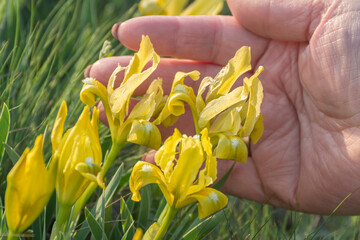Yellow flowers of iris pumila in spring. Blooming wild flowers in the meadow. Soft blurred...