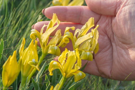 Yellow flowers of iris pumila in spring. Blooming wild flowers in the meadow. Soft blurred background.