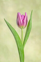 Purple tulip with leaves up on a green background