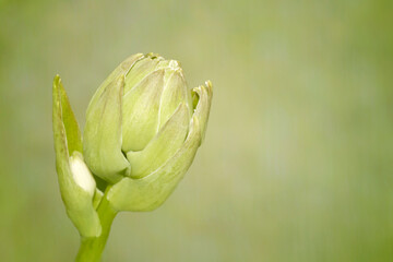 bud of a Hosta flower isolated on green bokeh background