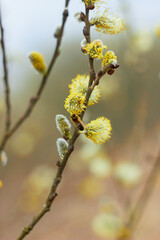 Beautiful branches of willow flowers. Blooming willow on a natural blurred background. Spring, youth, growth concept.
