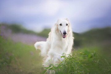Portrait of beautiful and happy beige dog breed russian borzoi running in the violet flowers field in summer.