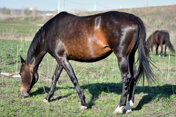 Obraz premium Horses graze on the farm in early spring 