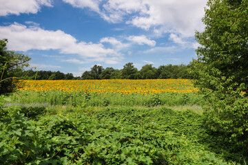 Fototapeta na wymiar large cultivation of sunflowers plants
