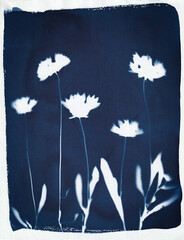 Cyanotype - Daisies 