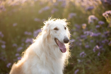 Beautiful and happy dog breed russian borzoi standing in the green grass and violet phacelia field in summer