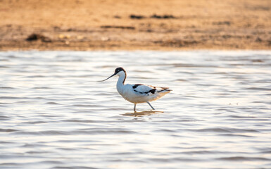 Water bird pied avocet, Recurvirostra avosetta, feeding in the lake. The pied avocet is a large black and white wader with long, upturned beak