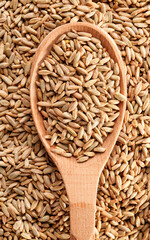 Rye grains in wooden spoon