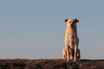 dog on the sand