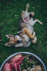 happy dog going to eat