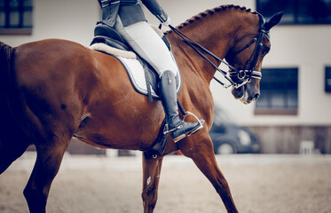 Equestrian sport. Dressage of horses in the arena.