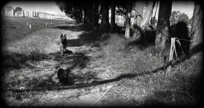 fotografia de arguz y rocko en un paisaje en soacha cundinamarca  el 22 de enero del 2022