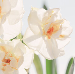 beautiful white daffodils close up