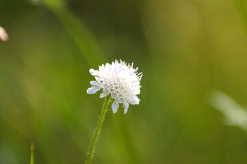 Small scabious in bloom closeup view with green blurred background