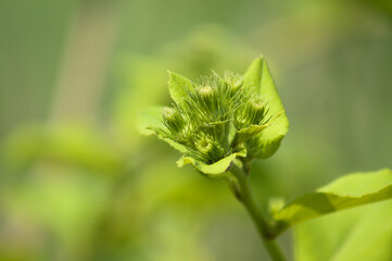 Lesser burdock buds ready to bloom closeup view with green blurred background