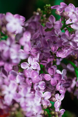 Lilac blossoming branches, soft selective focus