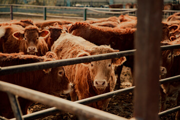 Cows standing on a large farm during a cloudy day