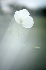 Obraz na płótnie Canvas field of white poppies, also called opium. Papaver somniferum