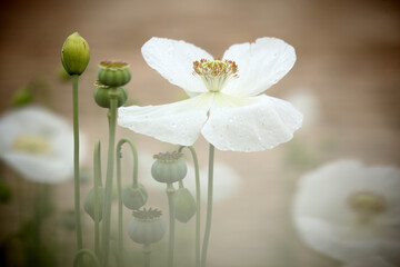 field of white poppies, also called opium. Papaver somniferum