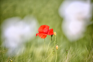 Field of red poppies and thistles. Papaver rhoeas