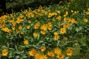 A field of wildflowers glowing yellow in the sun