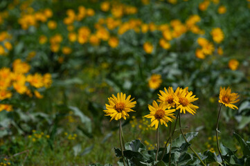A field of wildflowers glowing yellow in the sun