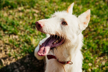 Naklejka na ściany i meble Portrait of a white hunting hound dog sticking out its tongue