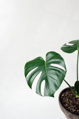Large green leaf of monstera house plant against white background.