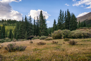 Male Moose in the Rocky Mountains