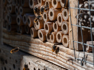 Mason bees at an insect hotel in spring