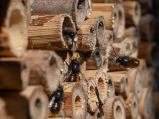 Mason bees at an insect hotel in spring