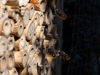 Mason bees at an insect hotel in spring