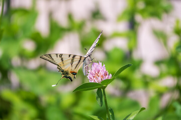 Beautiful Butterfly Scarce Swallowtail, Sail Swallowtail, Pear-tree Swallowtail, Podalirius. Latin name Iphiclides podaliriu. Butterfly collects nectar on flower.