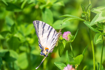 Beautiful Butterfly Scarce Swallowtail, Sail Swallowtail, Pear-tree Swallowtail, Podalirius. Latin name Iphiclides podaliriu. Butterfly collects nectar on flower.