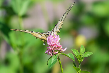 Beautiful Butterfly Scarce Swallowtail, Sail Swallowtail, Pear-tree Swallowtail, Podalirius. Latin name Iphiclides podaliriu. Butterfly collects nectar on flower.