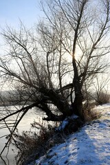 Wierzba nad rzeką © Ireneusz