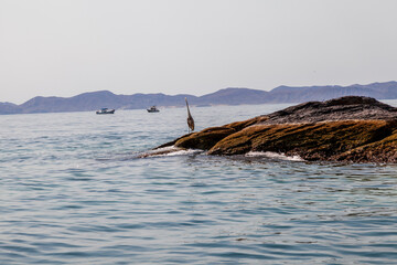 Naklejka premium heron standing on the rock in the sea