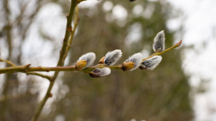 Flowering vetochka in the mountains 