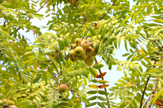 Fr&uuml;chte des Speierlings am Baum, Sorbus domestica