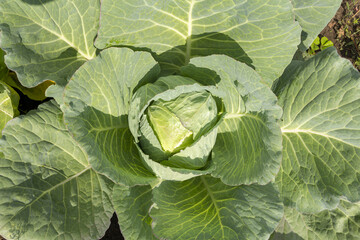 Cabbage grown in a farmer's field without the addition of harmful chemical fertilizers. Organic farm vegetables. Eco friendly vegetables farm.